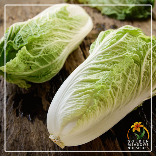 Chinese Cabbage Michihili
