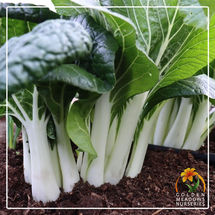 Chinese Cabbage Pak-Choi