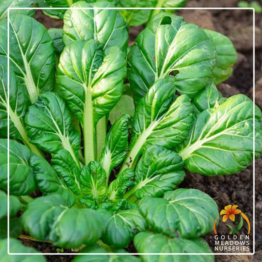 Chinese Cabbage Tatsoi