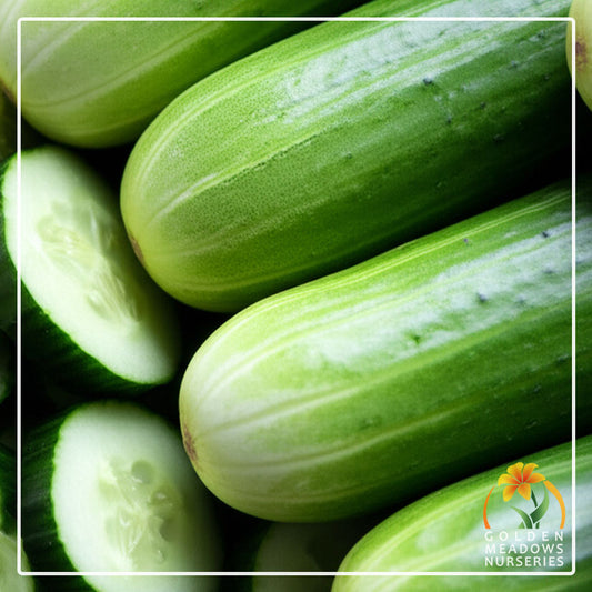 Cucumber 'Ashley'