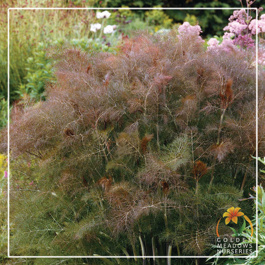 Fennel Smokey Bronze