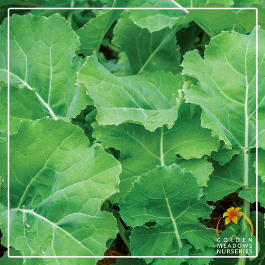 Kale 'Chou Moellier'