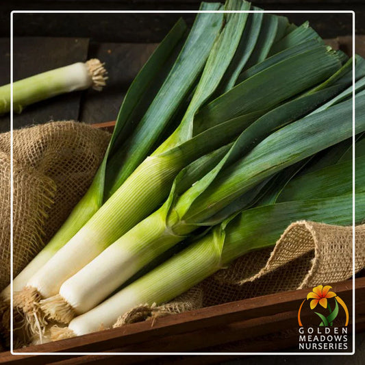 Leeks 'Giant Carentan'
