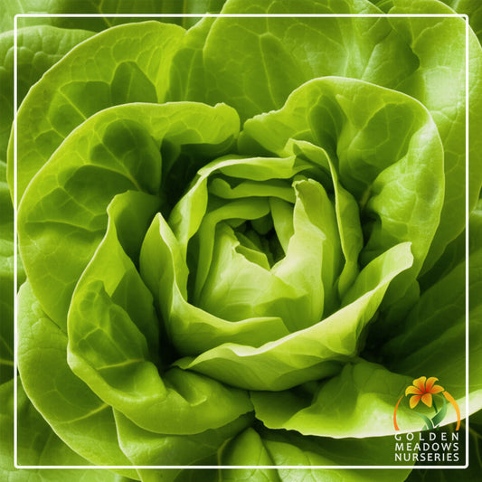Lettuce 'Butter Crunch'