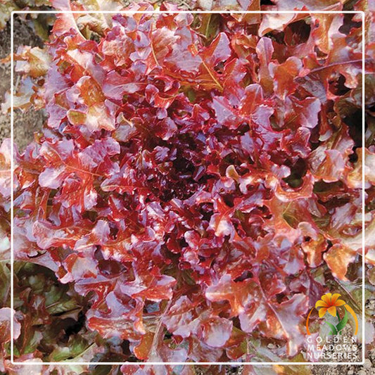 Lettuce 'Gourmet Salad Bowl Red'