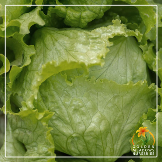Lettuce 'Crisp Great Lakes' - Iceberg