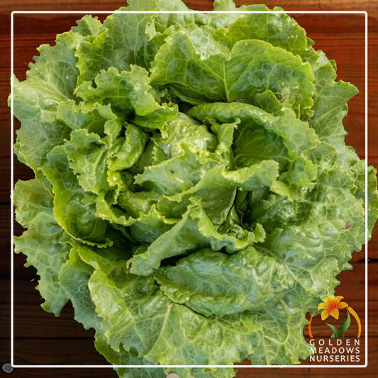 Lettuce 'Blonde de Paris'