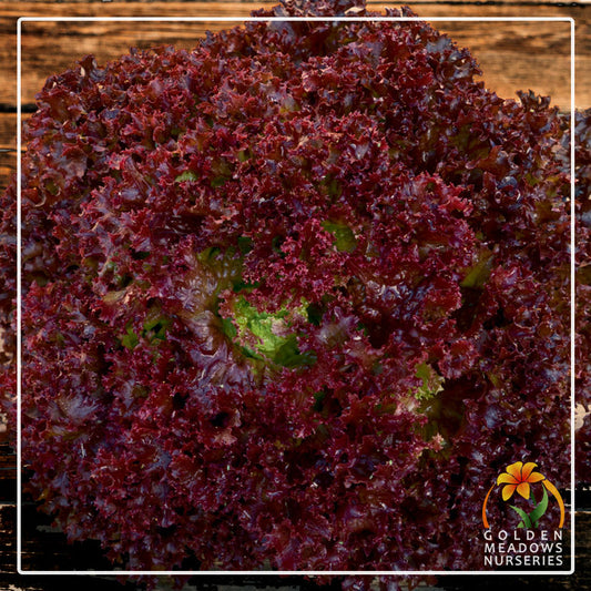 Lettuce 'Lolla Rossa'