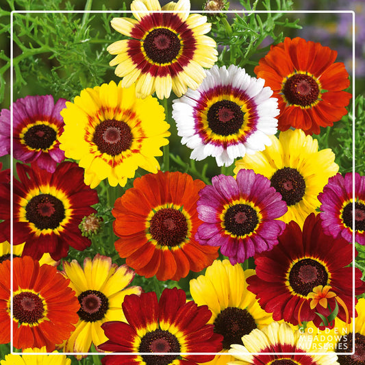 Chrysanthemum 'Single Merry Mix'