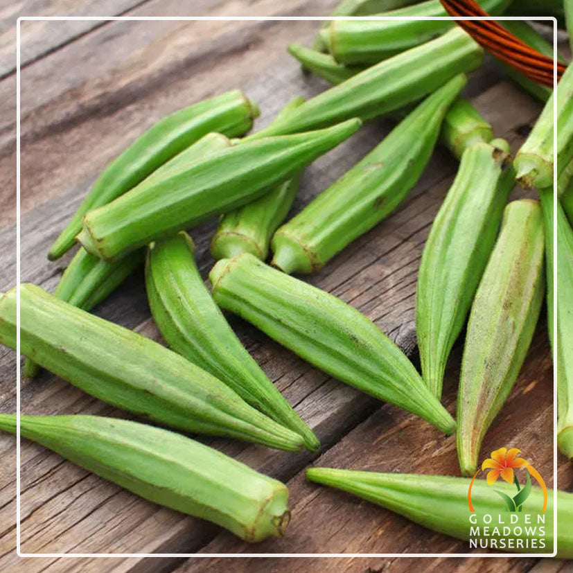 Okra 'Lady Fingers'