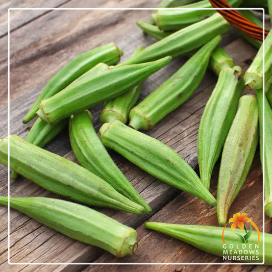 Okra 'Lady Fingers'