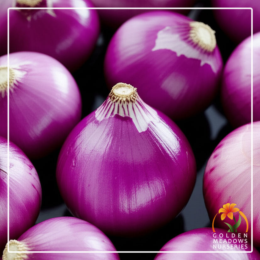 Onion 'Red Creole'