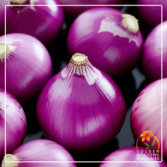 Onion 'Red Creole'