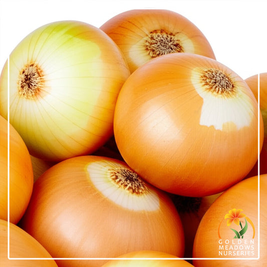 Onion 'Texas Grano'