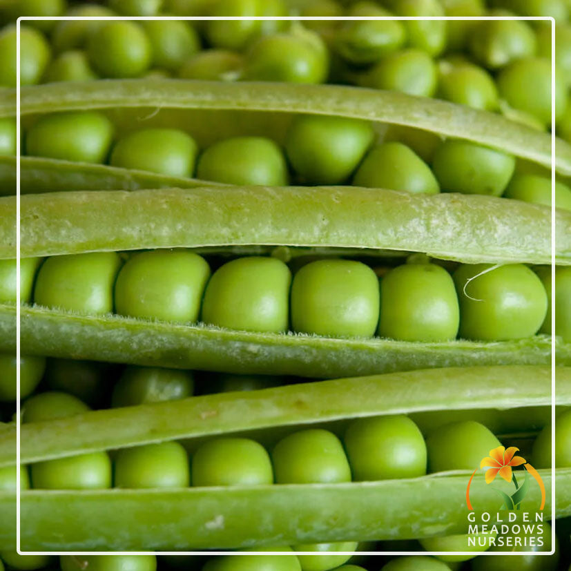 Peas 'Bolero'