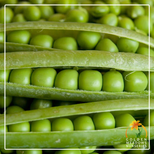 Peas 'Bolero'