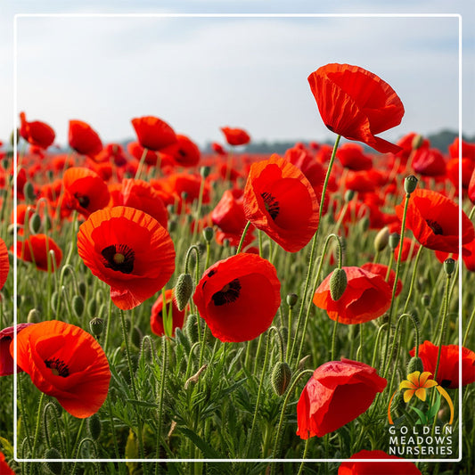 Poppy 'Flanders'