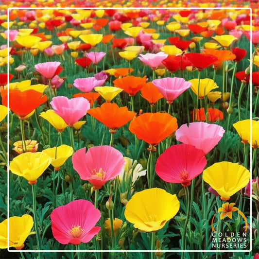 Poppy 'Mission Bells'