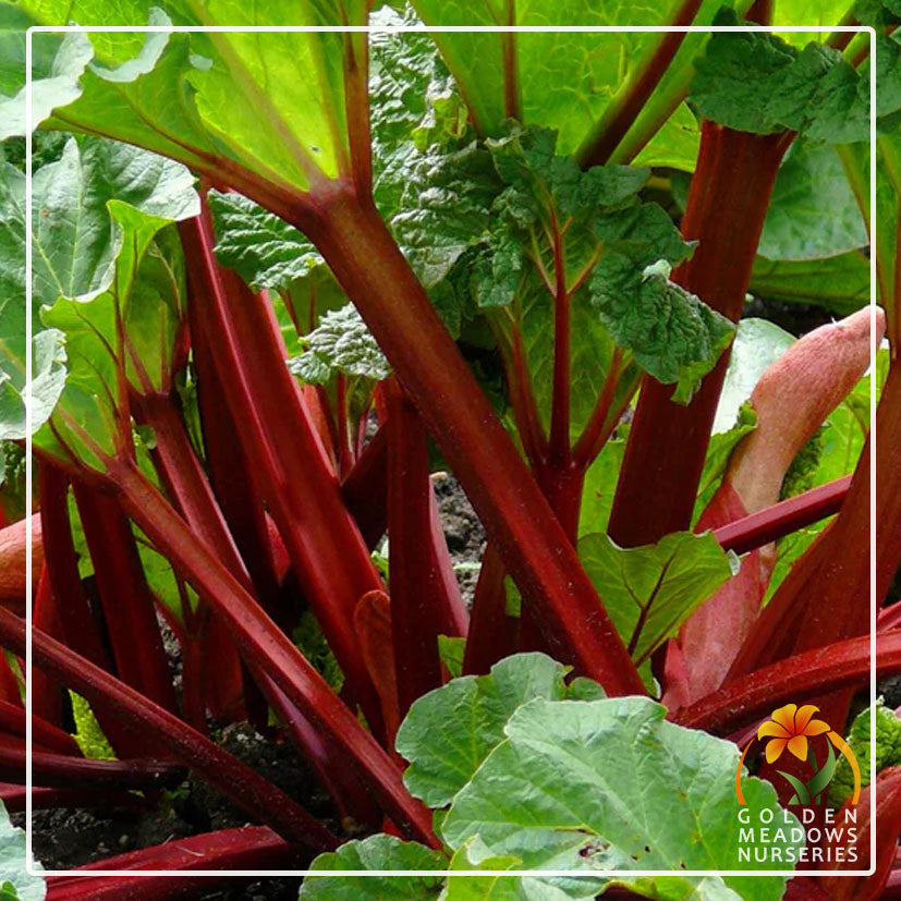 Rhubarb 'Victoria'