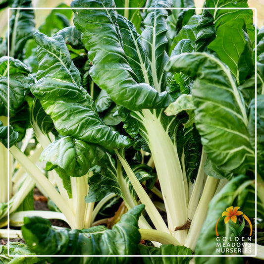 Spinach 'Fordhook Giant'