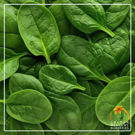 Spinach Baby Leaf 'Matador'