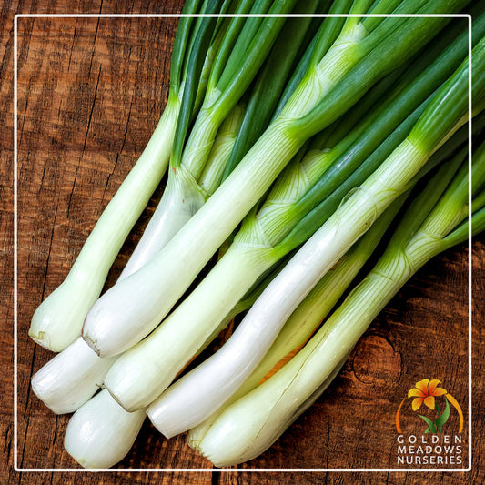 Spring Onion 'White Lisbon'