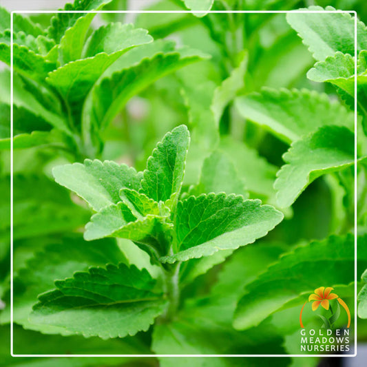 Stevia