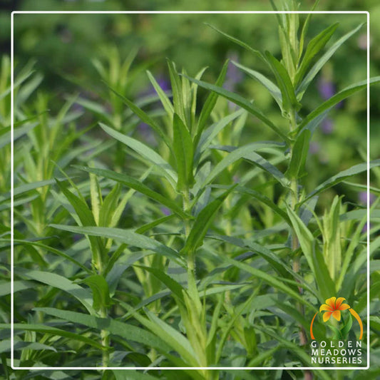 Tarragon - Russian
