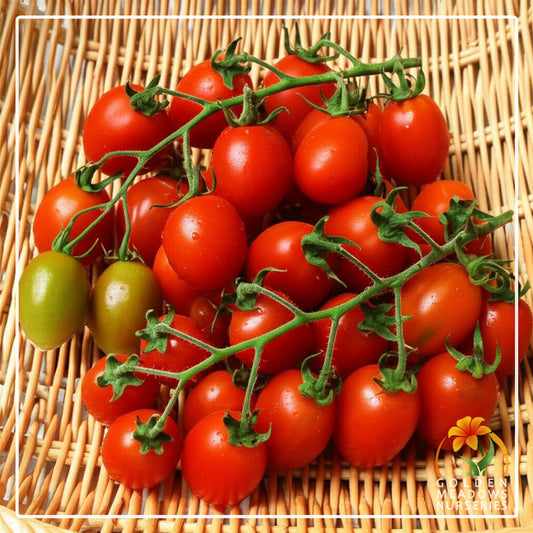 Tomato 'Principe Borghese'