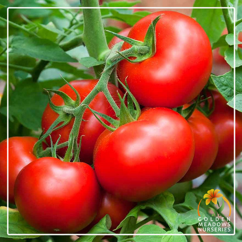 Tomato 'Rodade'
