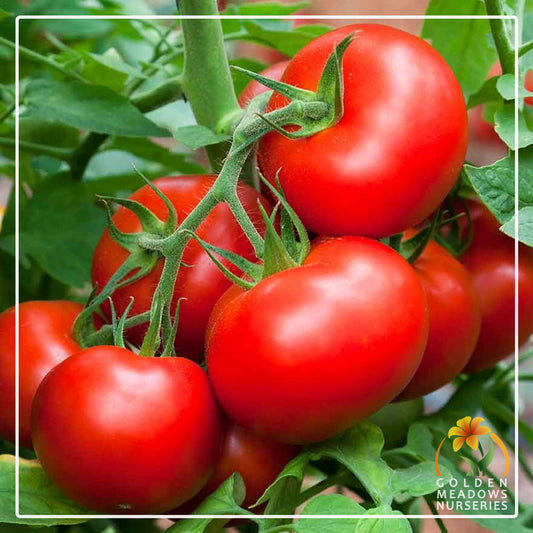 Tomato 'Rodade'