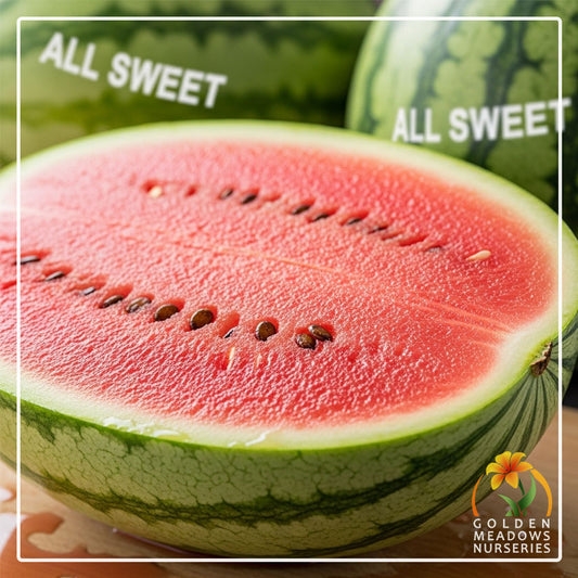 Watermelon 'All Sweet'